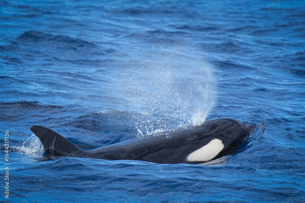 Naklejka premium orca breathing