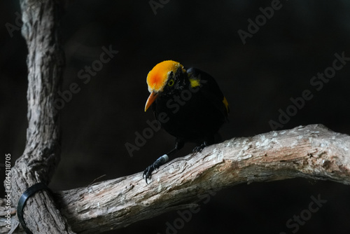 bird