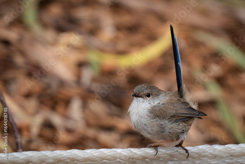 superb fairy wren