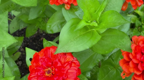 Slider shot of red-orange zinnias after the rain