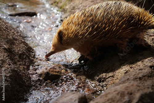 echidna on wild