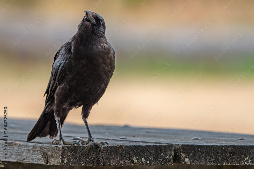 Obraz premium Isolated American Crow gazing up at the sky
