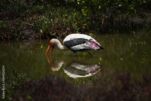 stork