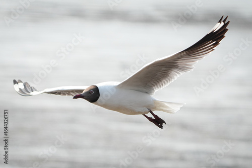 black headed seagull