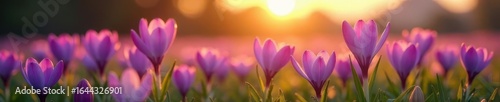 delicate purple crocus flowers in a field at sunrise, bloom, wildflowers, sunset