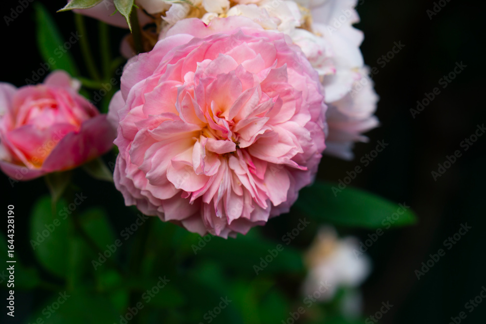 Obraz premium pink peony flower