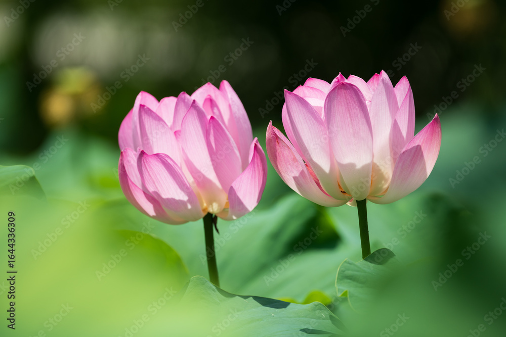 Pair of Pink Lotus Flowers in Full Bloom Pair of Pink Lotus Flowers in Full Bloom
