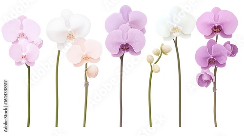 orchid flowers set, pastel pink petals, white background isolated, botanical collection stems, minimal floral arrangement, clean product cutout, soft natural look