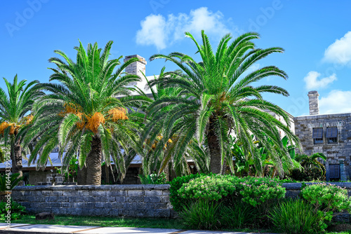 palm trees in the city, Hamilton, Bermuda