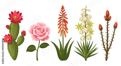 Diverse flora illustration: cactus blossoms, pink rose, aloe, yucca and more.