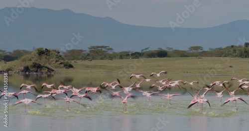 Very wide of flamboyance of Lesser flamingo (Phoenicopterus minor) flying off waterbody in afternoon in Kenya