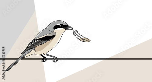 Elegant depiction of a Loggerhead Shrike perched on a wire carrying a feather in its beak
