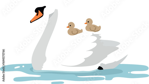 Swan with two ducklings floating on calm water in minimalist vector style 