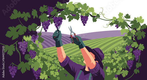Grape Harvesting In Vineyard Scene Manually Harvesting Grapes With Pruning Shears