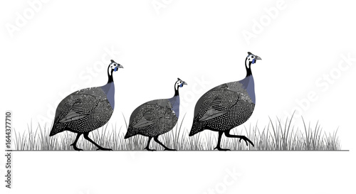 Guinea fowl trio strutting through the grass creating a rhythmic and natural scene
