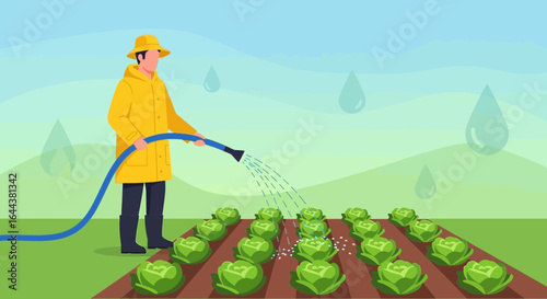 Illustration depicting a farmer watering his cabbage patch with a hose system for irrigation and nurturing the crops in the field