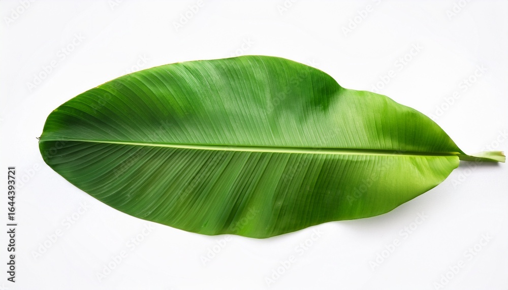 Obraz premium a vibrant and glossy banana plant leaf showing the rich green texture of nature isolated on a white background