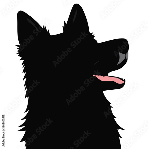 Swedish Vallhund Animal