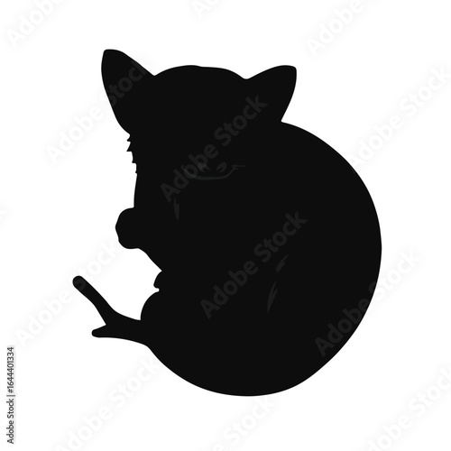 Sugar Glider Animal