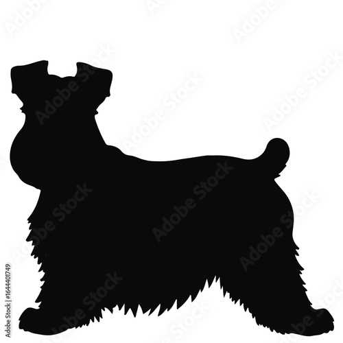 Standard Schnauzer Pet Photo
