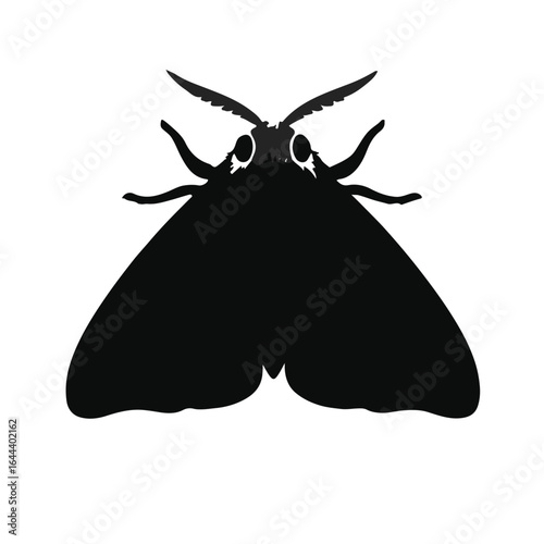 Spongy-Moth Illustration