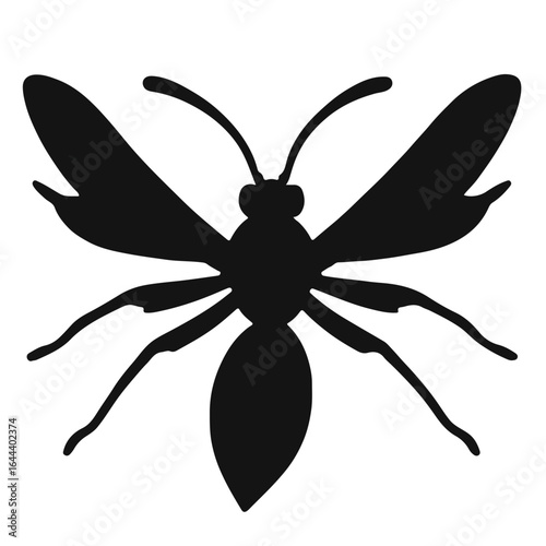 Spider Wasp Animal
