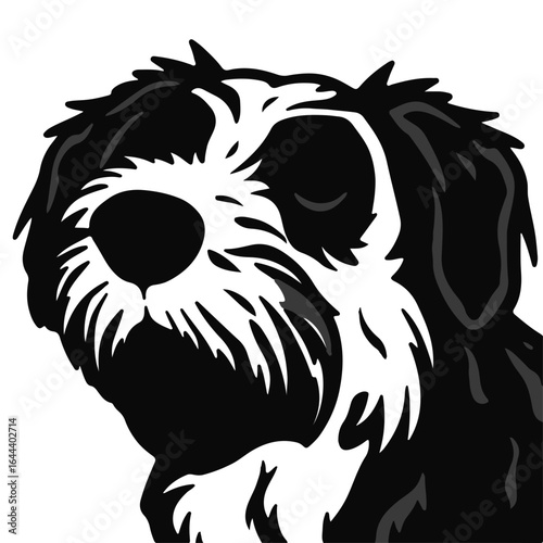 Spanish Water Dog Image