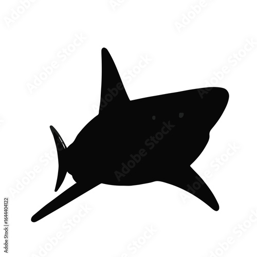 Shortfin Mako Shark Photograph