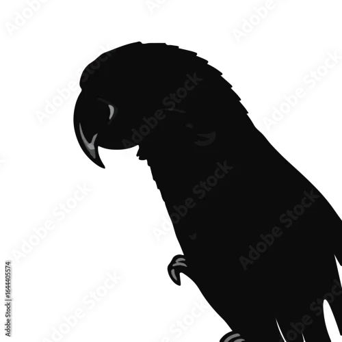 Fototapeta samoprzylepna Senegal Parrot