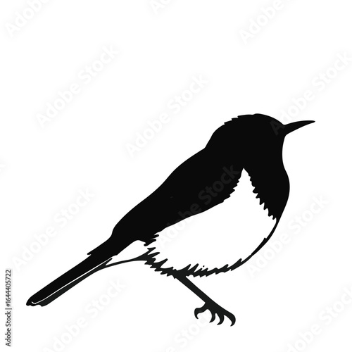 Sedge Warbler Bird Illustration