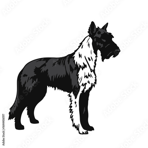 Scottish Deerhound Illustration
