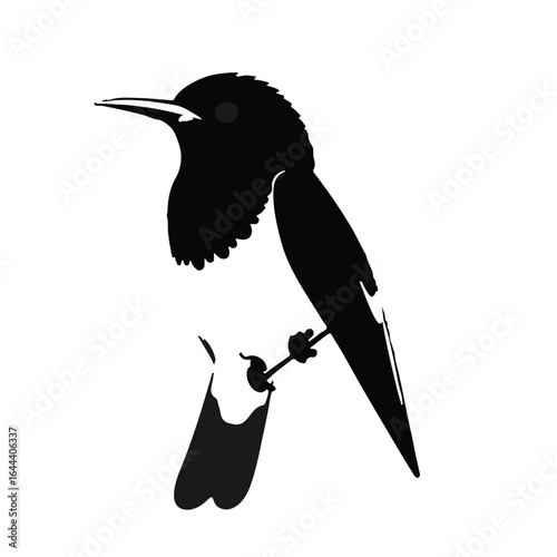 Scissor-tailed Flycatcher Image