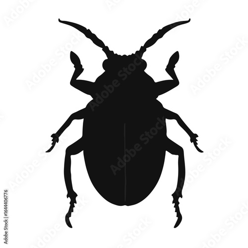 Scarab Beetle Illustration