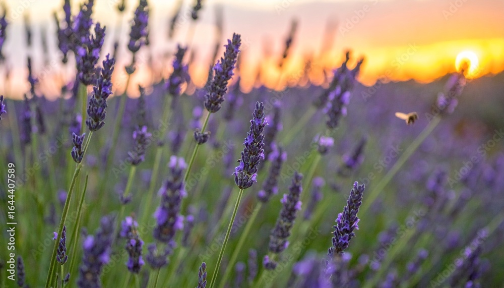 Fototapeta premium 薄くぼかしたラベンダー畑がゆっくりと色褪せていく様子を捉えました。ミツバチが飛び交い、遠くの地平線には温かみのあるオレンジ色の夕焼けが広がっています。穏やかな自然の美しさが感じられる一枚です。