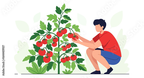 Illustration of a man harvesting tomatoes from a plant in a garden setting showcasing sustainable living and organic farming practices