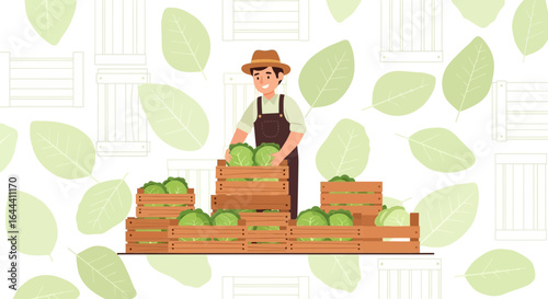 Illustration of a farmer harvesting cabbage and placing it in wooden crates ready for sale at the market