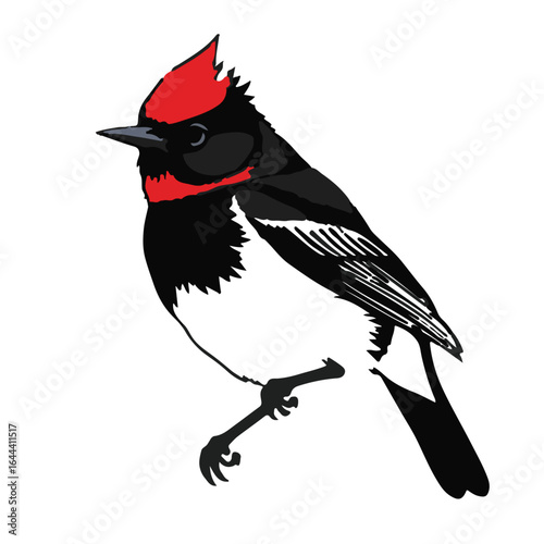 Ruby-Crowned Kinglet Bird