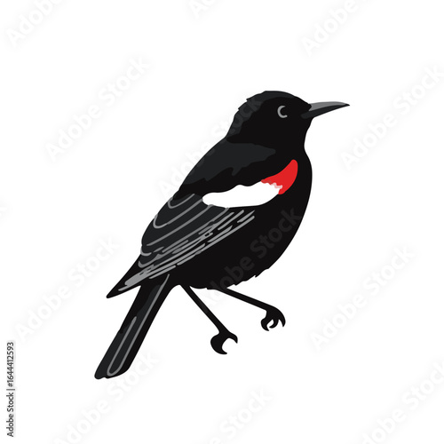Red-winged Blackbird Illustration