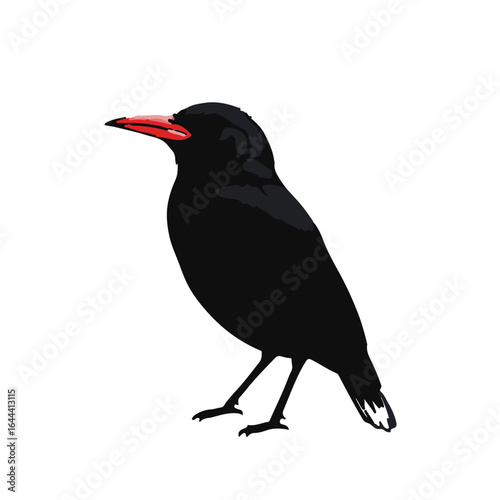 Red-billed Quelea Portrait