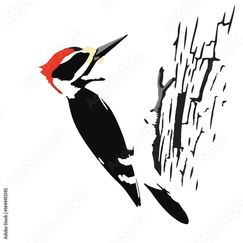 Red-Bellied Woodpecker Illustration