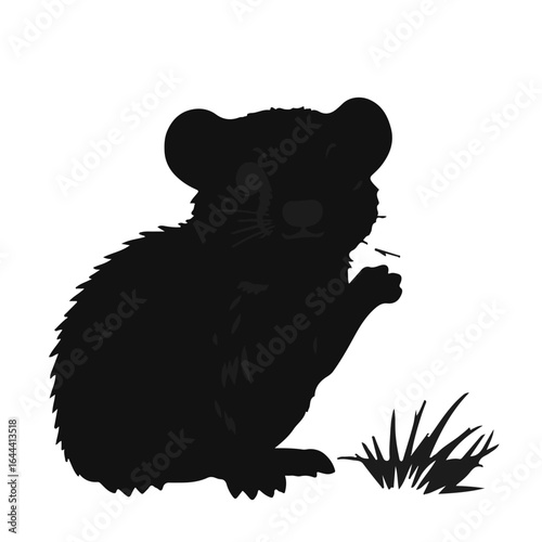 Black Rodent Animal