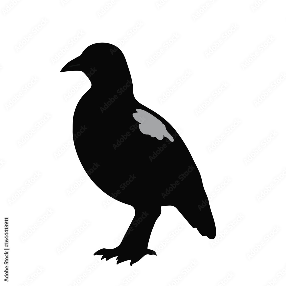 Fototapeta premium Black Quail Animal