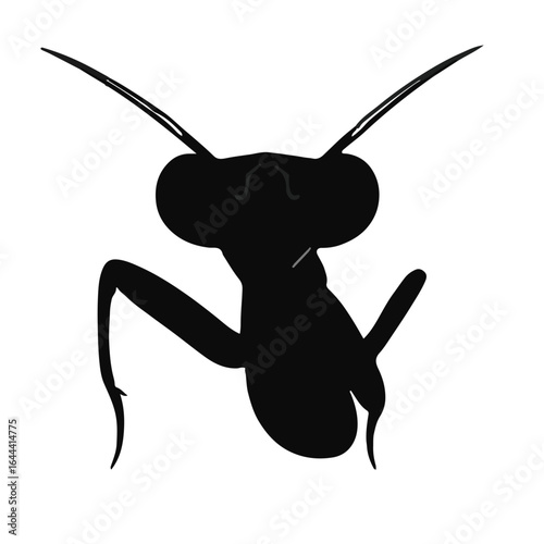 Praying Mantis Animal