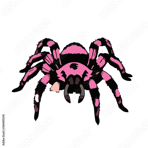 Pink-Toed Tarantula Illustration