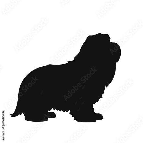 Petit Basset Griffon Vendeen