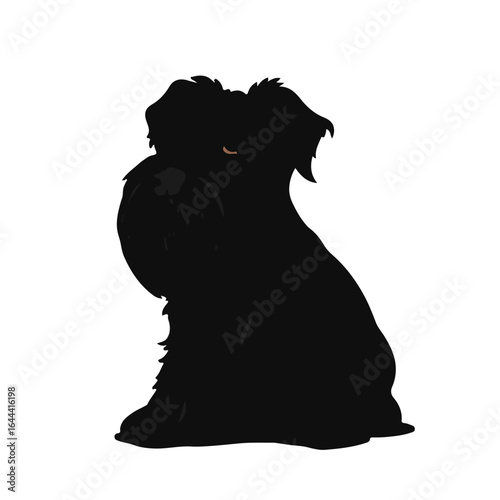 Petit-Basset-Griffon-Vendeen-Dog