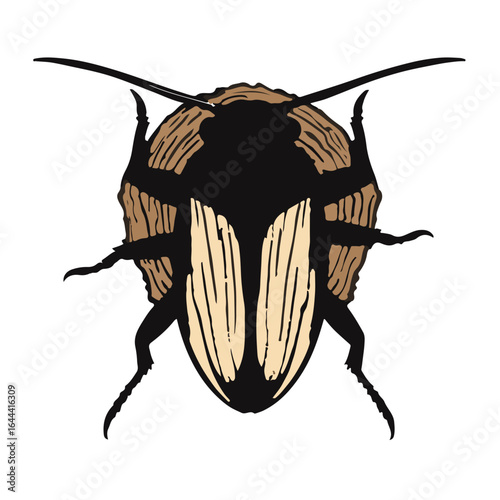 Pennsylvania Wood Cockroach