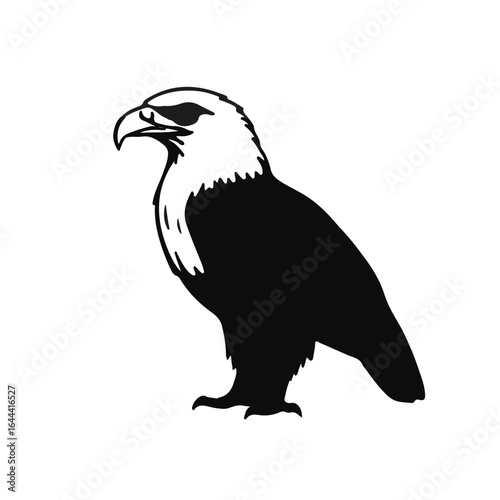 Black Peagull Animal