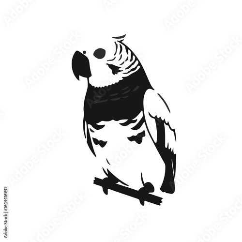 Black Parakeet Illustration