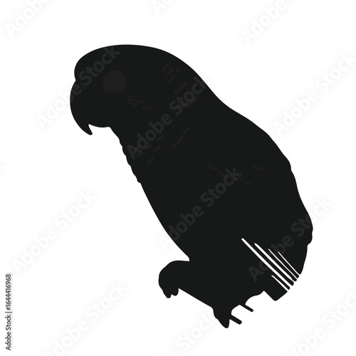 Black Parakeet Animal